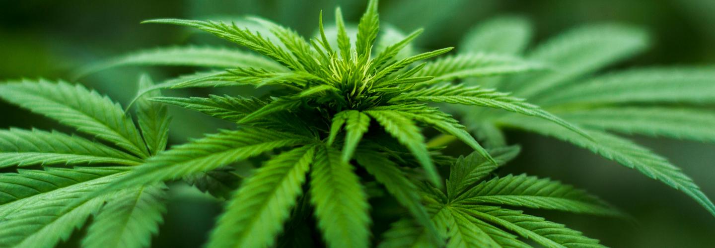 8th Kingdom Marijuana Weed Dispensary cover photo