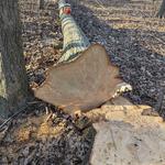 Naugle Logging - photo 2