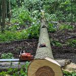 Naugle Logging - photo 6