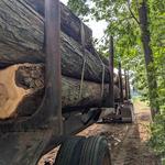 Naugle Logging - photo 7