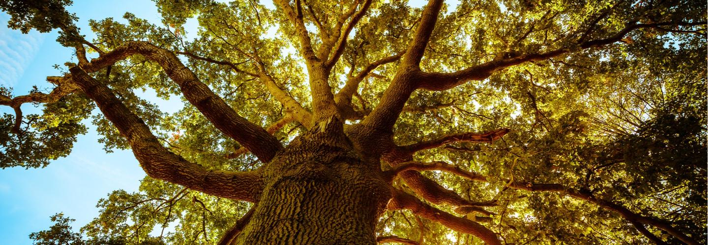 TreeNewal, Certified Arborist  cover photo