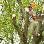 Busby Tree Services LLC - photo 3