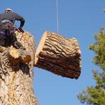 Busby Tree Services LLC - photo 4