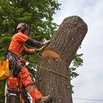 Busby Tree Services LLC - photo 7