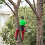 Busby Tree Services LLC - photo 8