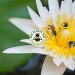 Garden Wildlife - photo 2