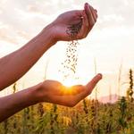 Fly High Seeds LLC - photo 1