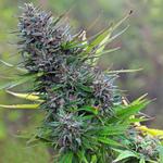 Fly High Seeds LLC - photo 3