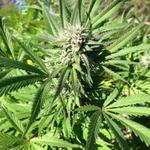 Fly High Seeds LLC - photo 5