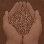 Fly High Seeds LLC - photo 6