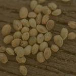 Fly High Seeds LLC - photo 7