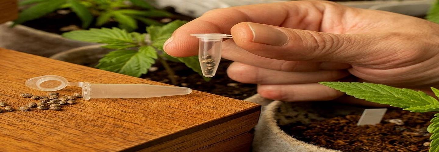 Fly High Seeds LLC cover photo