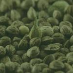 Fly High Seeds LLC - photo 9