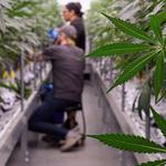 Seed of Life Labs | Great Falls Dispensary - photo 5