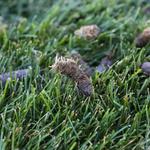 PRO TURF LAWN CARE - photo 2