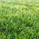 PRO TURF LAWN CARE - photo 3