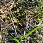 PRO TURF LAWN CARE - photo 7