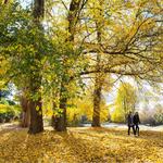 Reflections Tumut River - Holiday Park - photo 1