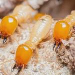 Inner West Property Inspections - photo 6