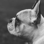 Bridge Park Animal Hospital - photo 1