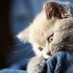 Bridge Park Animal Hospital - photo 2