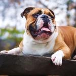 Bridge Park Animal Hospital - photo 3