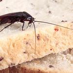 OZ Cockroach Removal Brisbane - photo 1