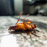 OZ Cockroach Removal Brisbane - photo 2