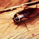 OZ Cockroach Removal Brisbane - photo 4