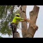 Urban Jungle Tree Co - photo 1