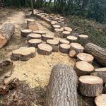 Timber Dan's - photo 2