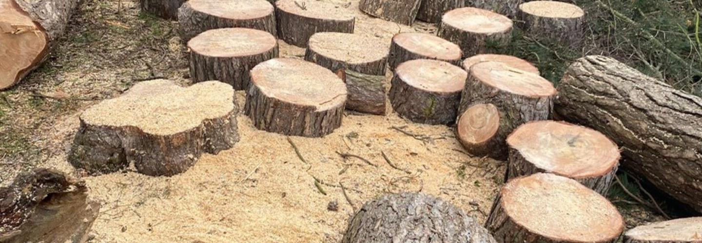 Timber Dan's cover photo