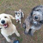 Advanced Canine Development - photo 1