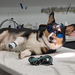 PoCo West Animal Hospital - photo 2