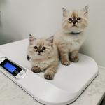 PoCo West Animal Hospital - photo 3