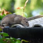 Pointer Pest Control - photo 1