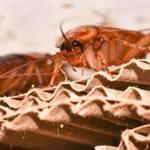 Pointer Pest Control - photo 3