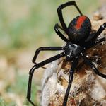 Pointer Pest Control - photo 4