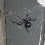 Pointer Pest Control - photo 5