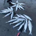 Big Time Alaskan Fishing Adventures - photo 4