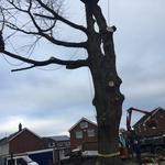 Tree Surgeons Cheadle - photo 1