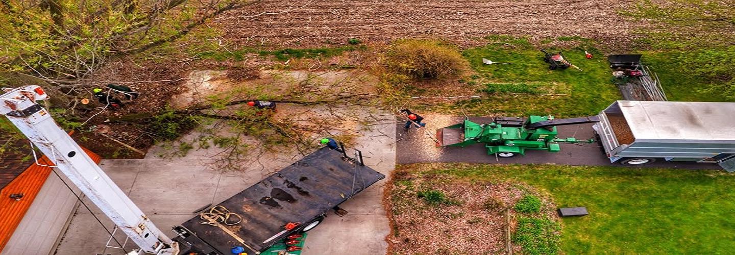 McQuillin Tree Care cover photo