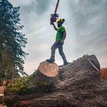 McQuillin Tree Care - photo 1