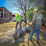 McQuillin Tree Care - photo 2
