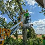 McQuillin Tree Care - photo 3