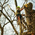 McQuillin Tree Care - photo 4