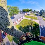 McQuillin Tree Care - photo 5