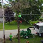 McQuillin Tree Care - photo 6