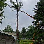 McQuillin Tree Care - photo 9