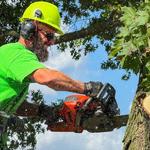 McQuillin Tree Care - photo 10